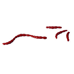 Berkley - Berkley Gulp Alive Bloodworms Sahte Kurt