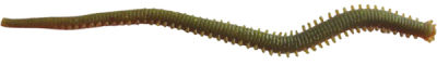 Berkley Gulp Alive Nereis Sahte Kurt - 6