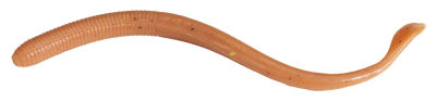 Berkley Gulp Nightcrawler Sahte Kurt - 4