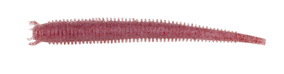Berkley Gulp Saltwater Fat Sandworm Sahte Kurt - 2