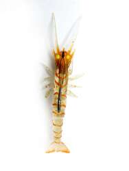Captain 3049 Magic Shrimp 3D Silikon Karides 76mm 55gr Suni Yem - 5