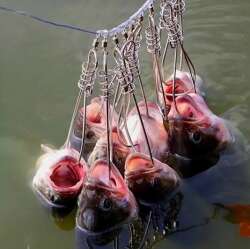 Captain 7688 Balık Kıtkası 25mt 5 Karabinalı Kıtka Seti - 5