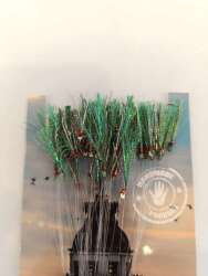 Çinekop Kösteği UV-GLOW Simli Youvella Kartonda 50 İğne 025mm Köstek - 2