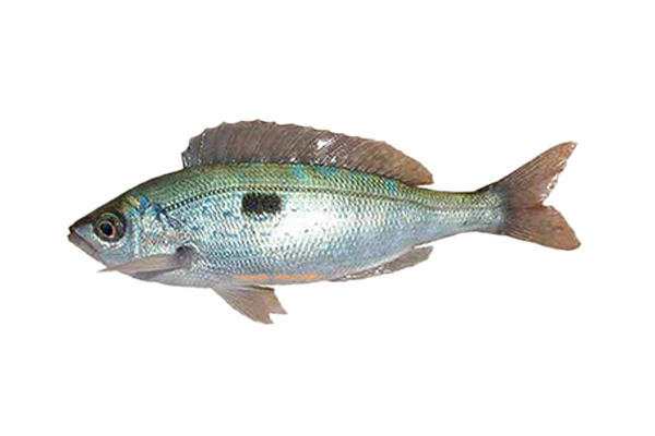 İzmarit Balığının Özellikleri Nelerdir?