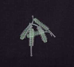 Mutant 3062 Forty Foot 35cm LRF Silikon Suni Yem 5li Paket - 9